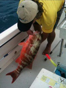 Chinaman fish are carriers of ciguatera