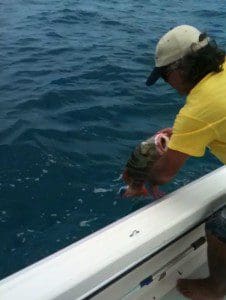 Chinaman fish carriers of ciguatera toxin in Queensland