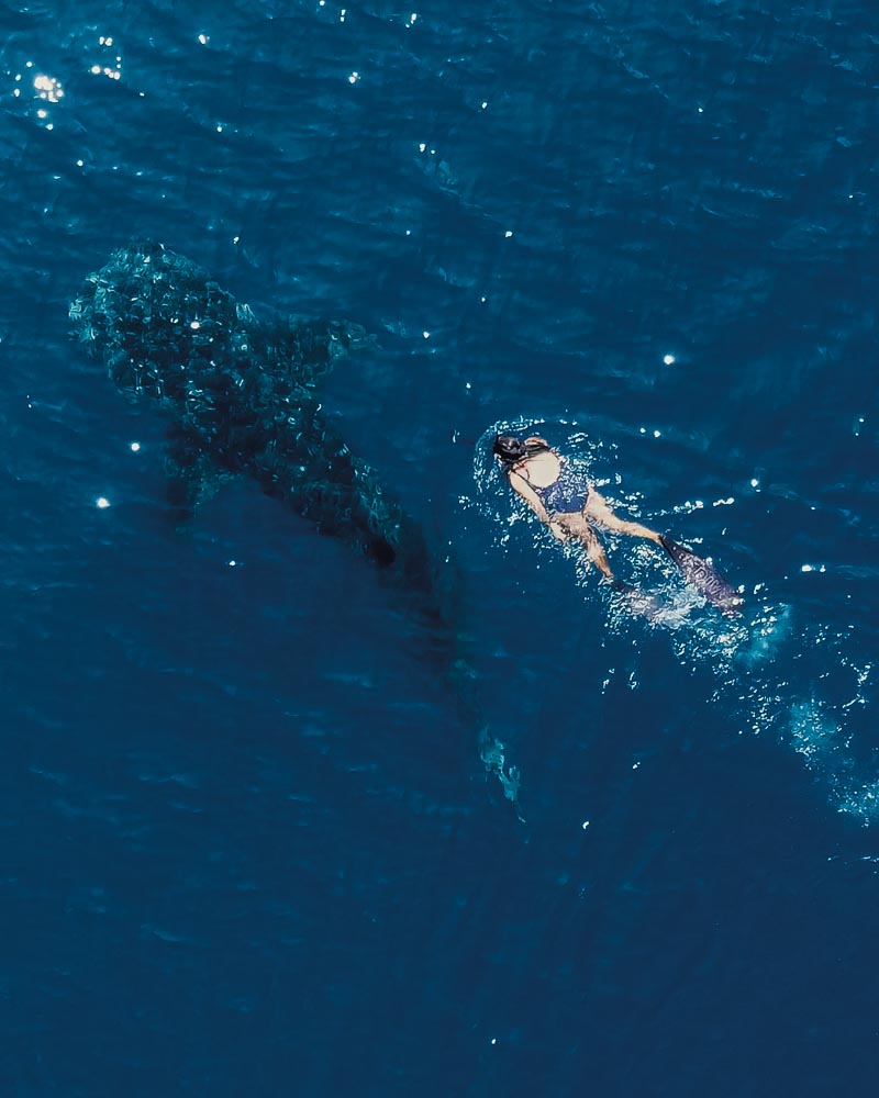 Swimming with whale shark in Queensland