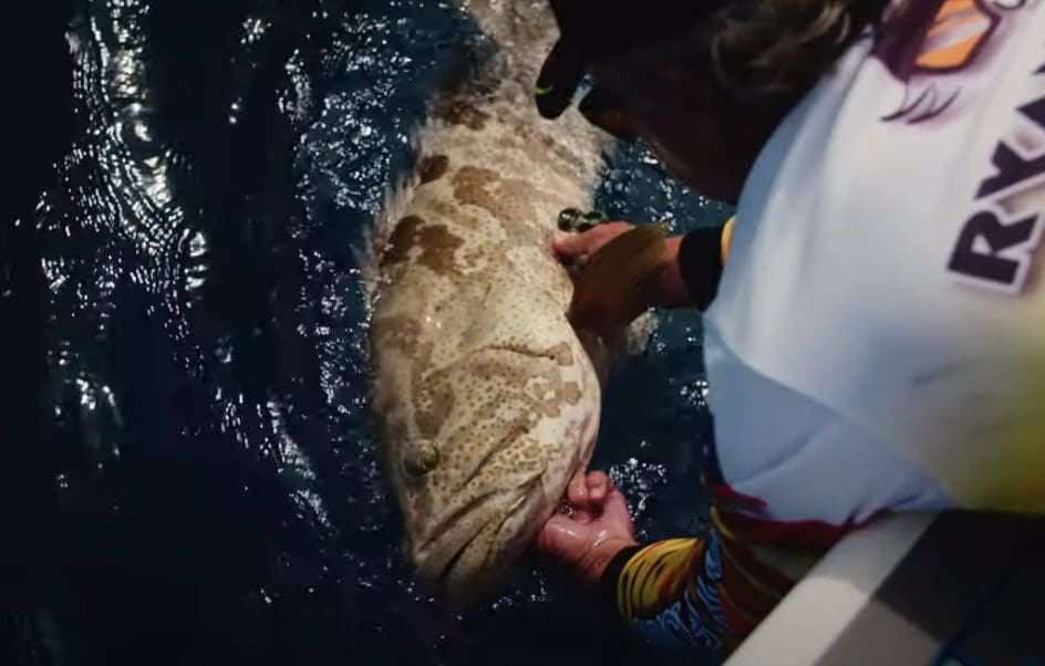 Large cod caught fishing cairns