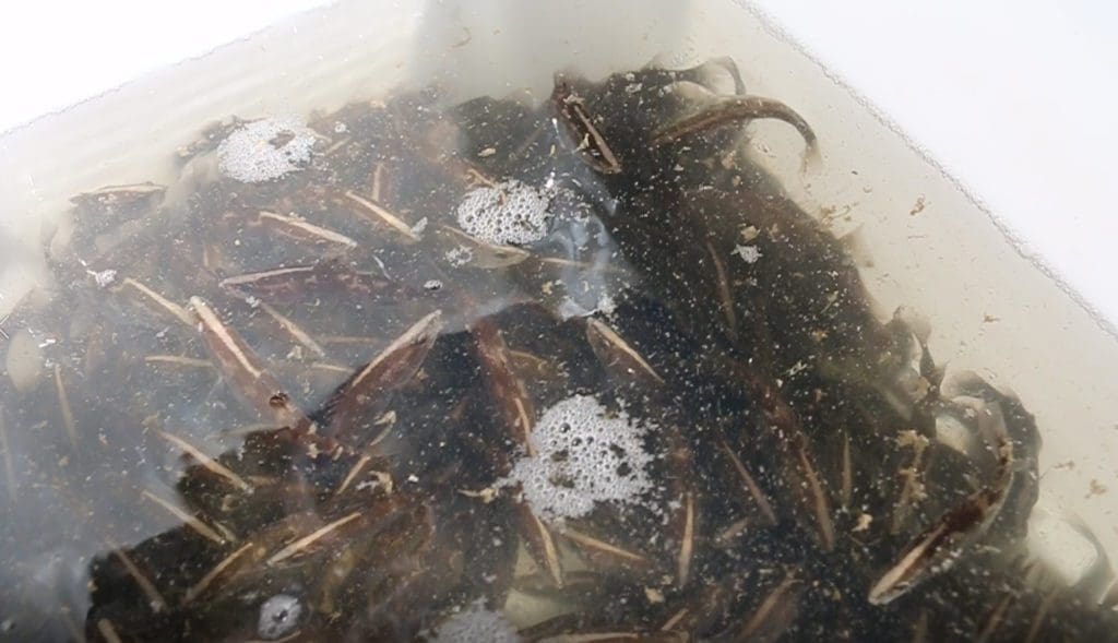 Stocked impoundment permit scheme Barramundi fingerlings ready for release into the Ross River Dam