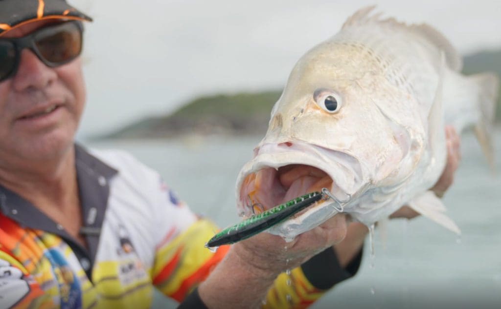 Beautiful eating size Golden Snapper