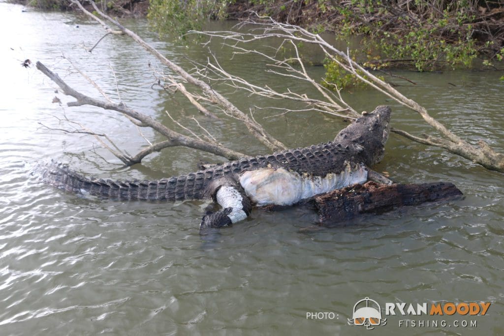 Bismark the Cardwell crocodile shot