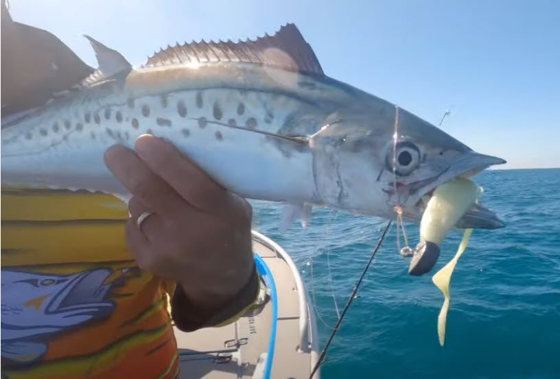 Catching spotted mackerel on plastics