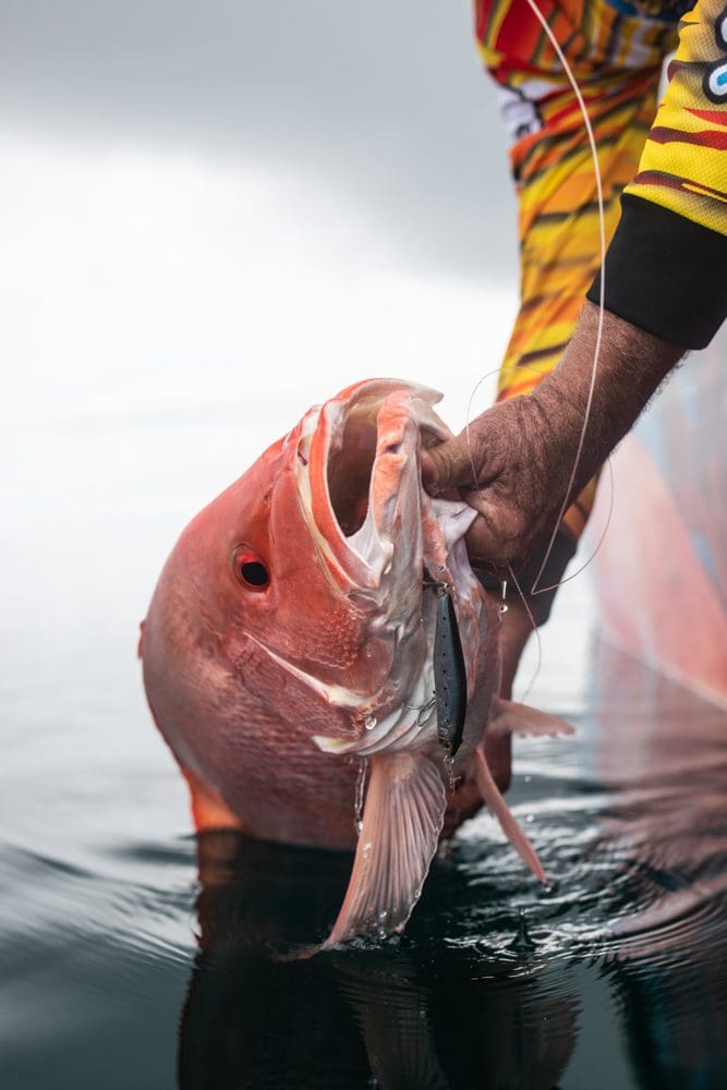 Nannygai caught using stick baits and jigs