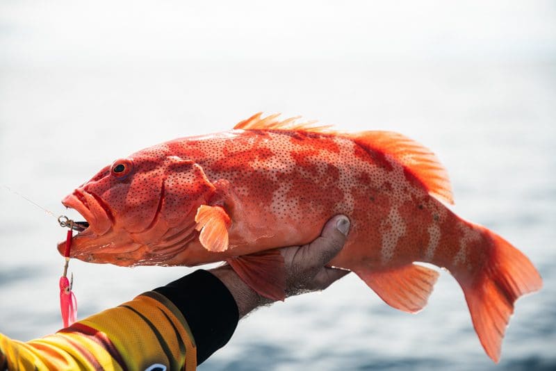 Coral trout are a stunning fish