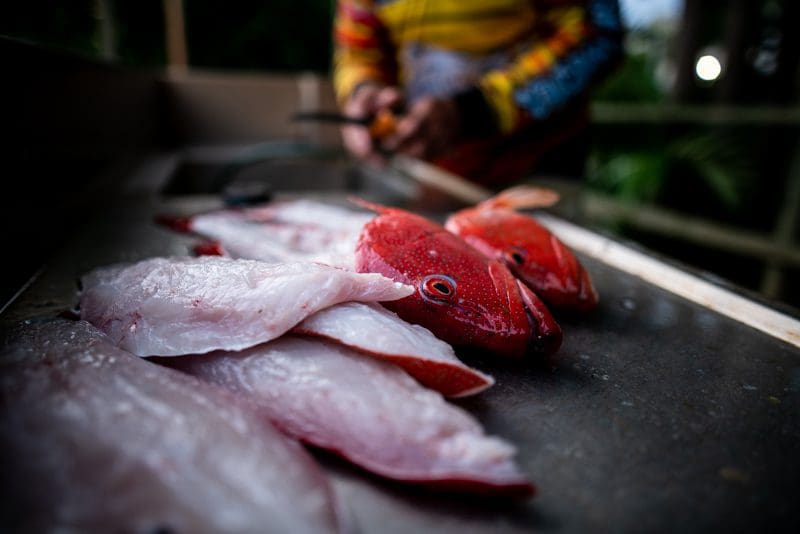 Freshly filleted trout ready for cooking