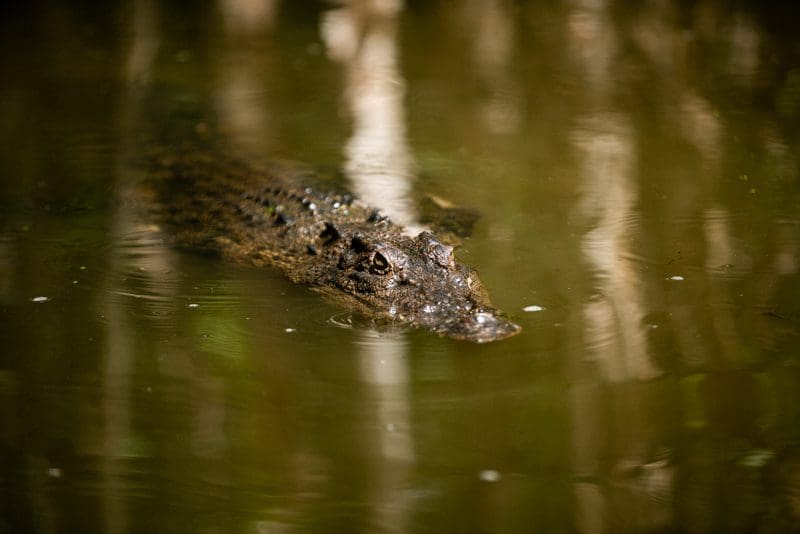 Crocodiles are masters of camouflage.