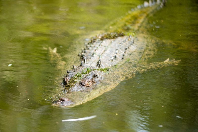 Estuarine Crocodile