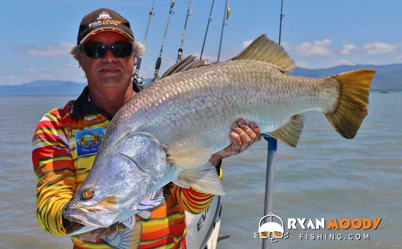 Barramundi are a prized sports fish in north Australia but cannot be targeted in Queensland from Nov to Feb due the the barramundi fishing closure.
