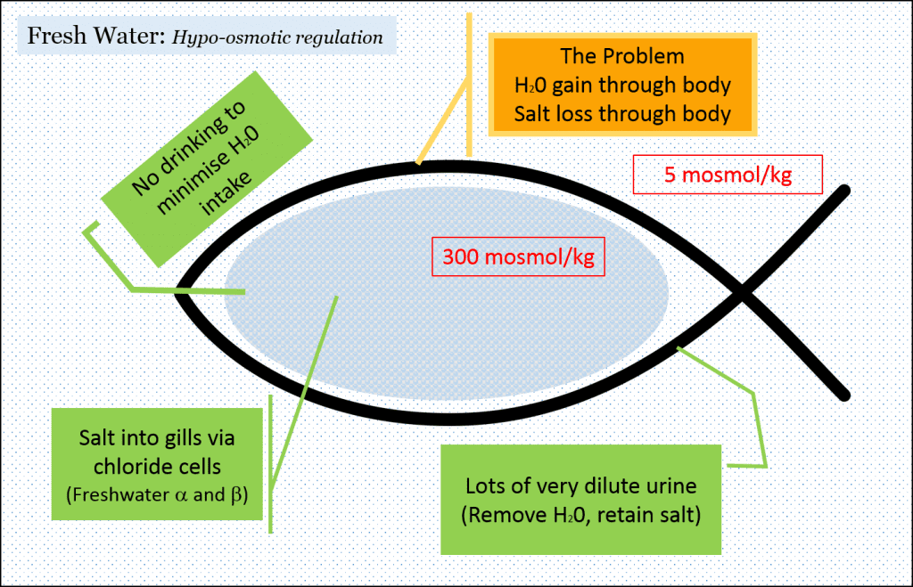 Omoregulation in freshwater fishes