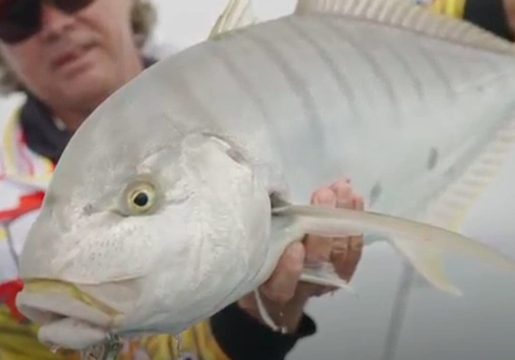 Golden Trevally