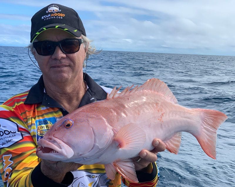 Coral trout great eating fish can be caught during winter trade winds