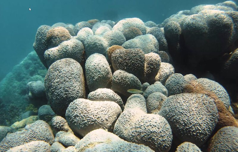 Michaelmas Cay coral