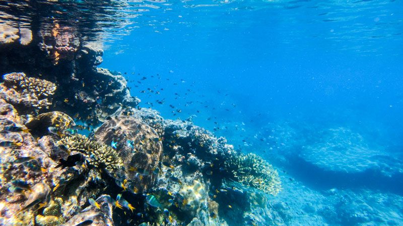 Great Barrier Reef underwater 