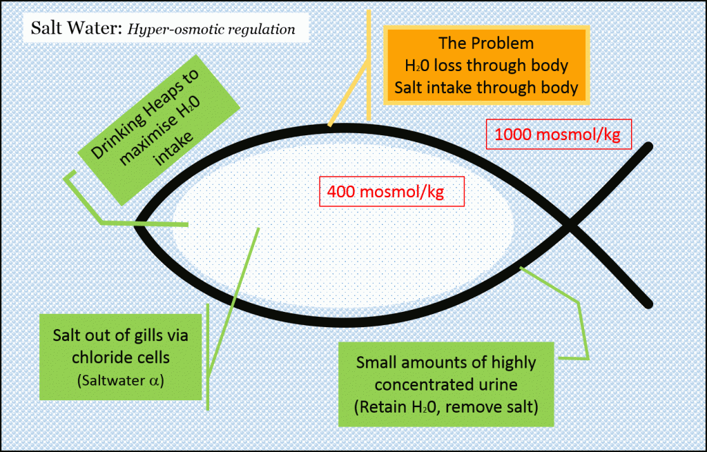 osmoregulation in saltwater fishes