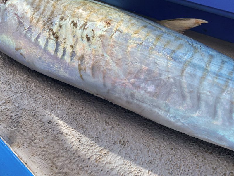 Spanish mackerel with no dorsal fin