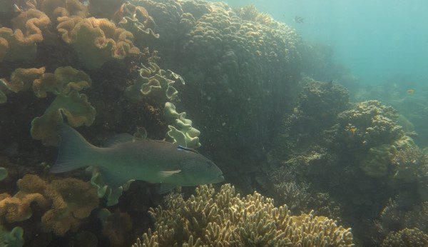 Coral trout in natural reef habitat.