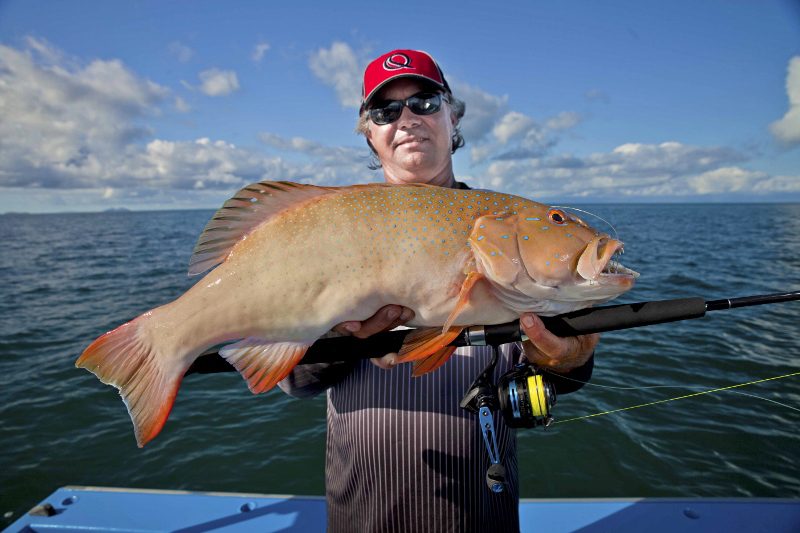Large coral trout from Hinchinbrook