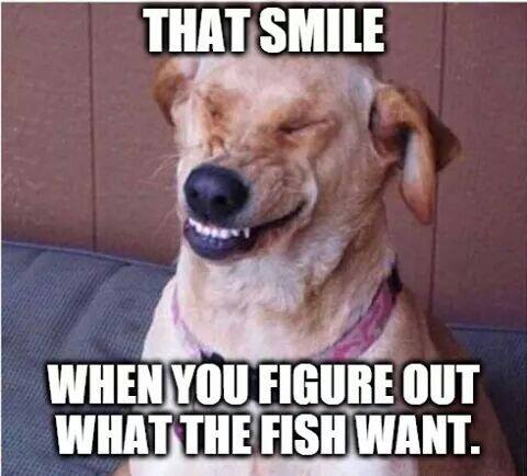 Funny fishing memes what fish want dog pic