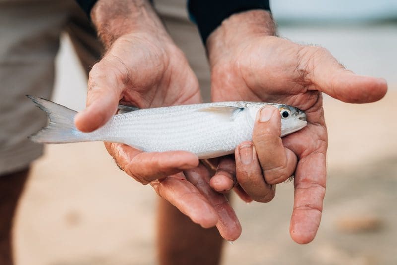 Mullet caught in cast net