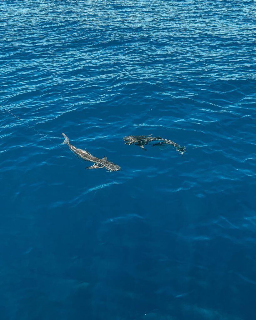 Cobia swimming together