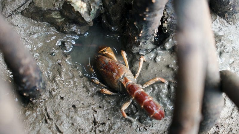 Rare mud lobster