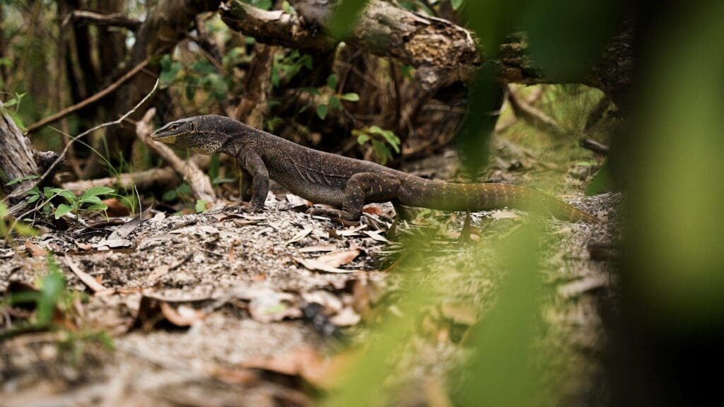 Lizard island lizard. 