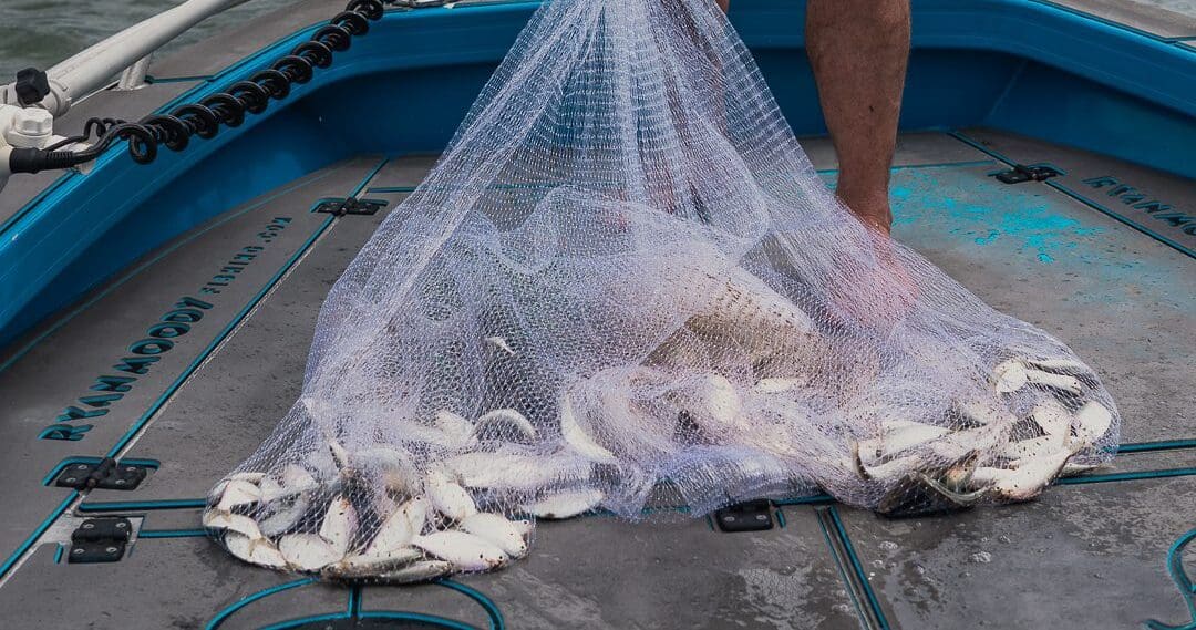 Best cast net to catch mullet