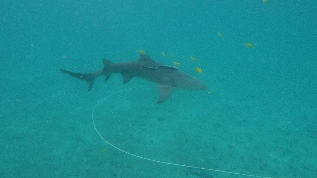 Rope trailing behind shark