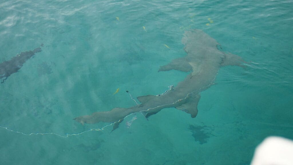 Sharks with ropes attached.