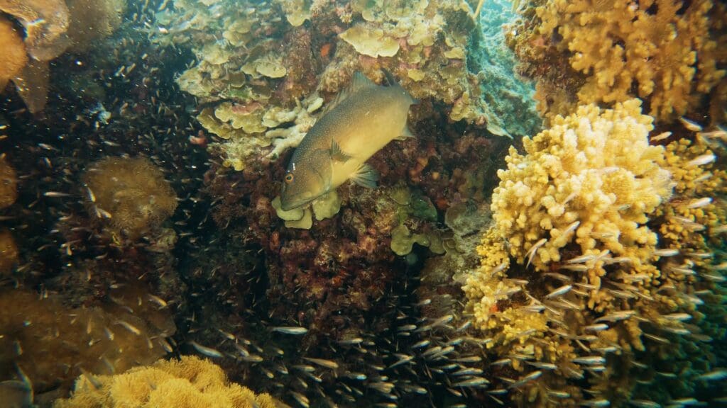 Coral trout underwater