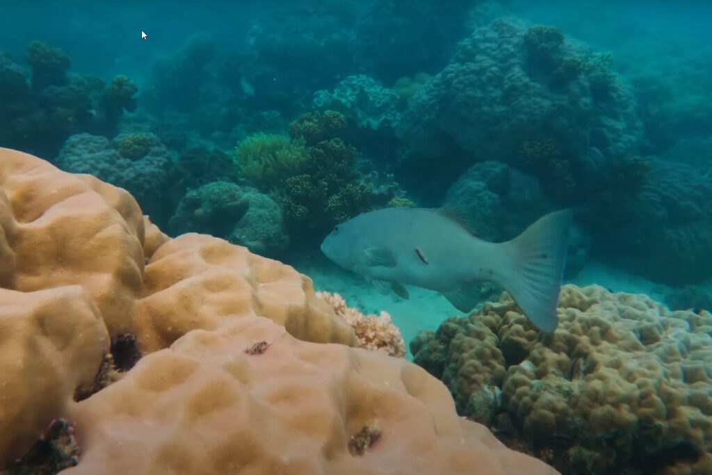 Huge coral trout seen snorkeling in a green zone.