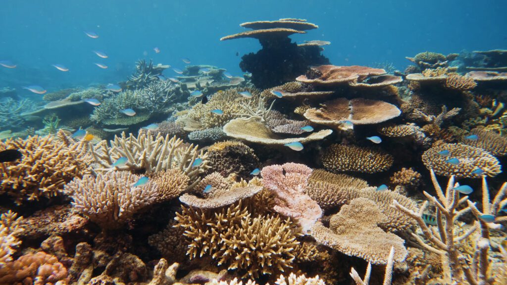Great Barrier reef coral