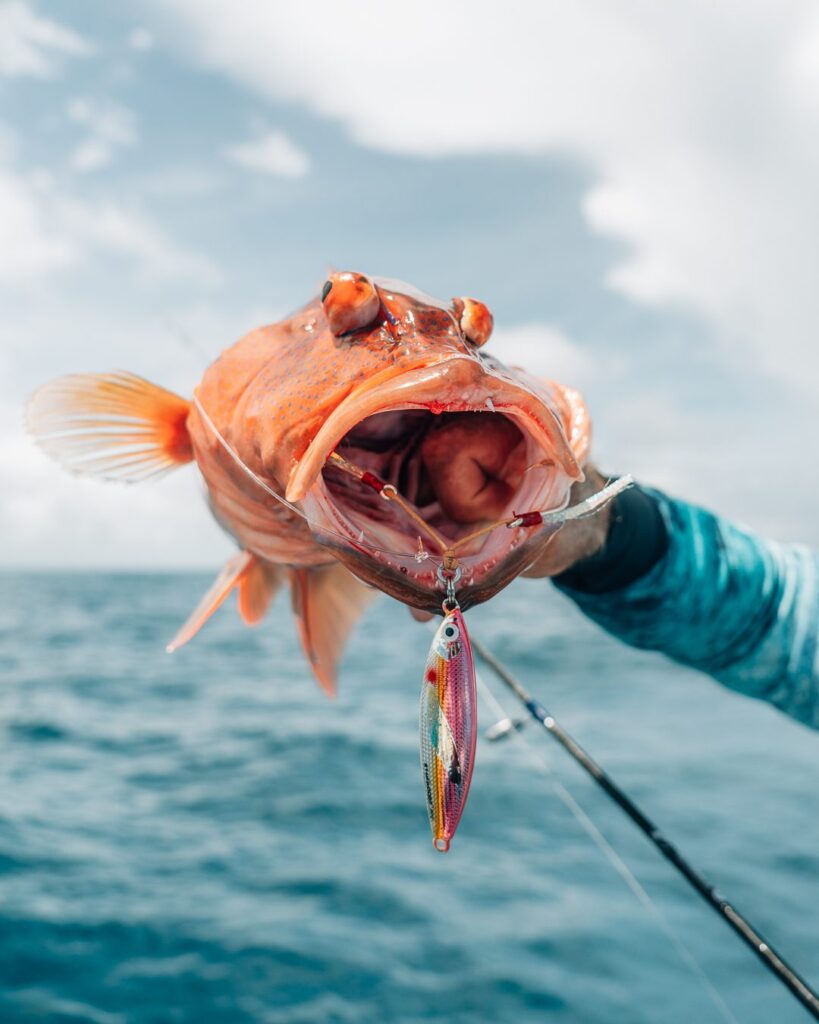 Slow pitch jig in mouth of reef fish