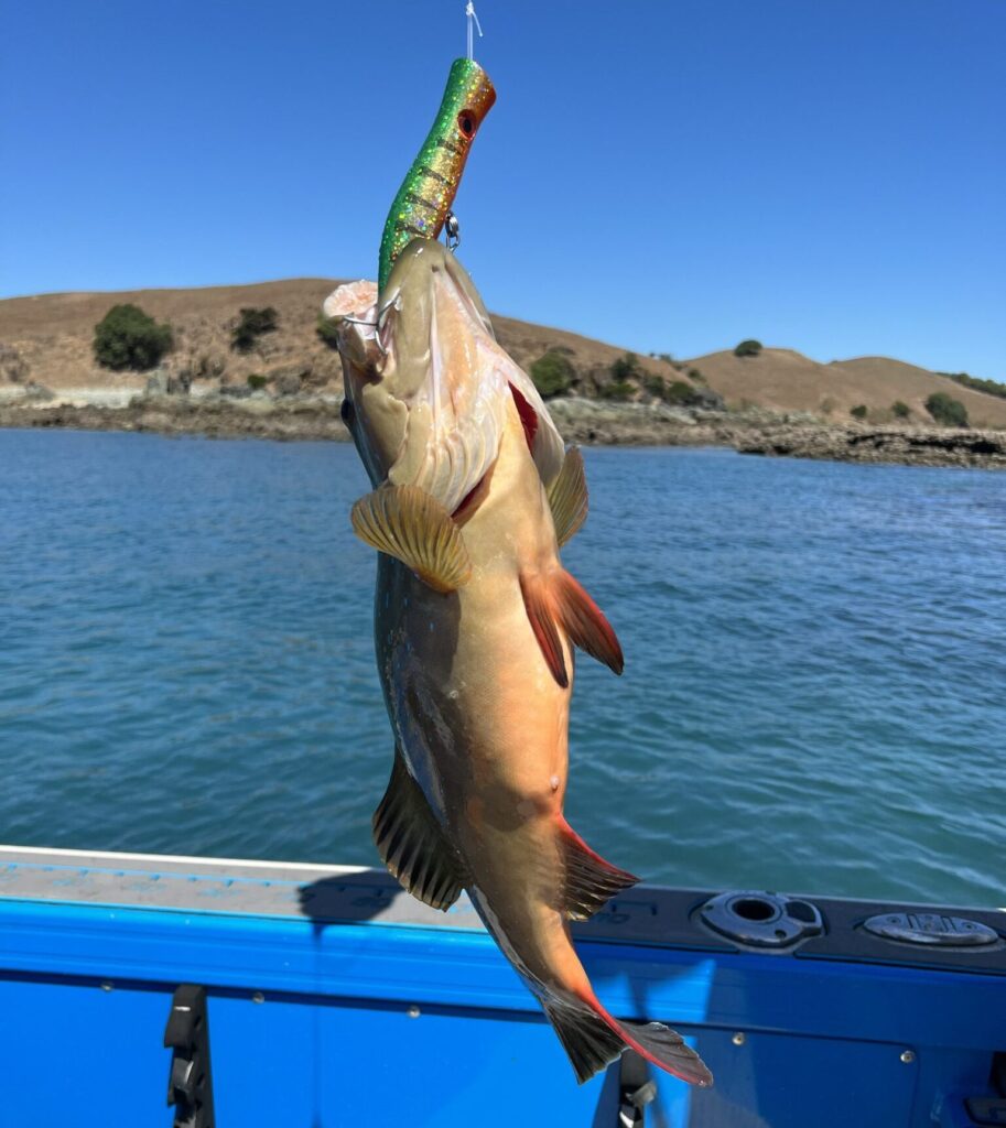 Cotal trout caught on popper