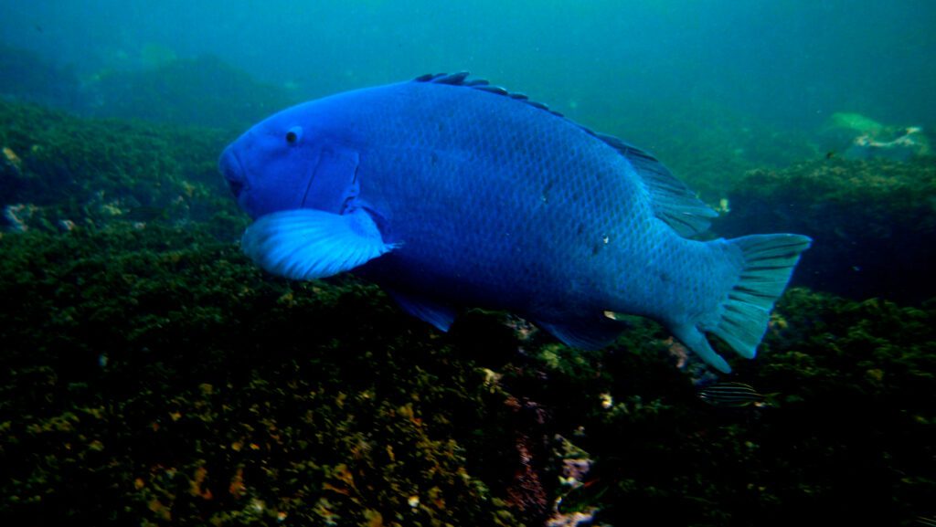 Blue Groper is actually a wrasse