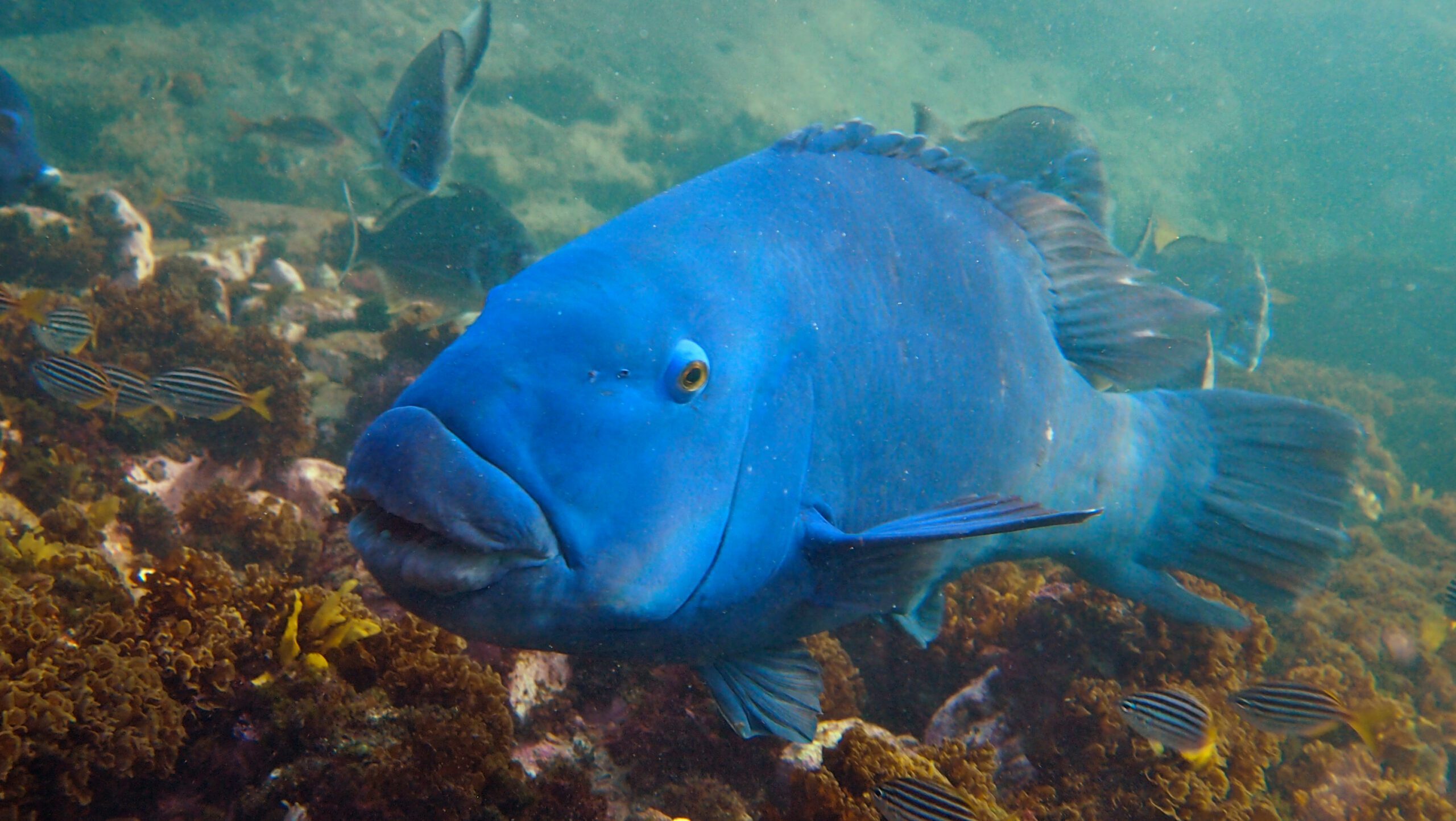 Blue Groper Ban