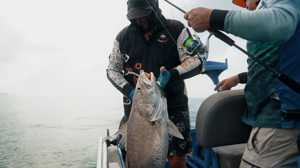 Catching black jewfish with Pillager lure