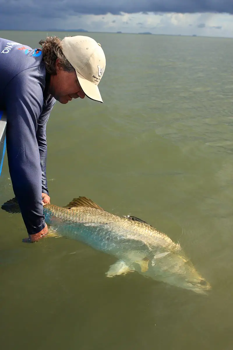 Releasing large barramundi