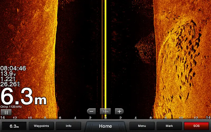 Big barramundi aggregating in winter