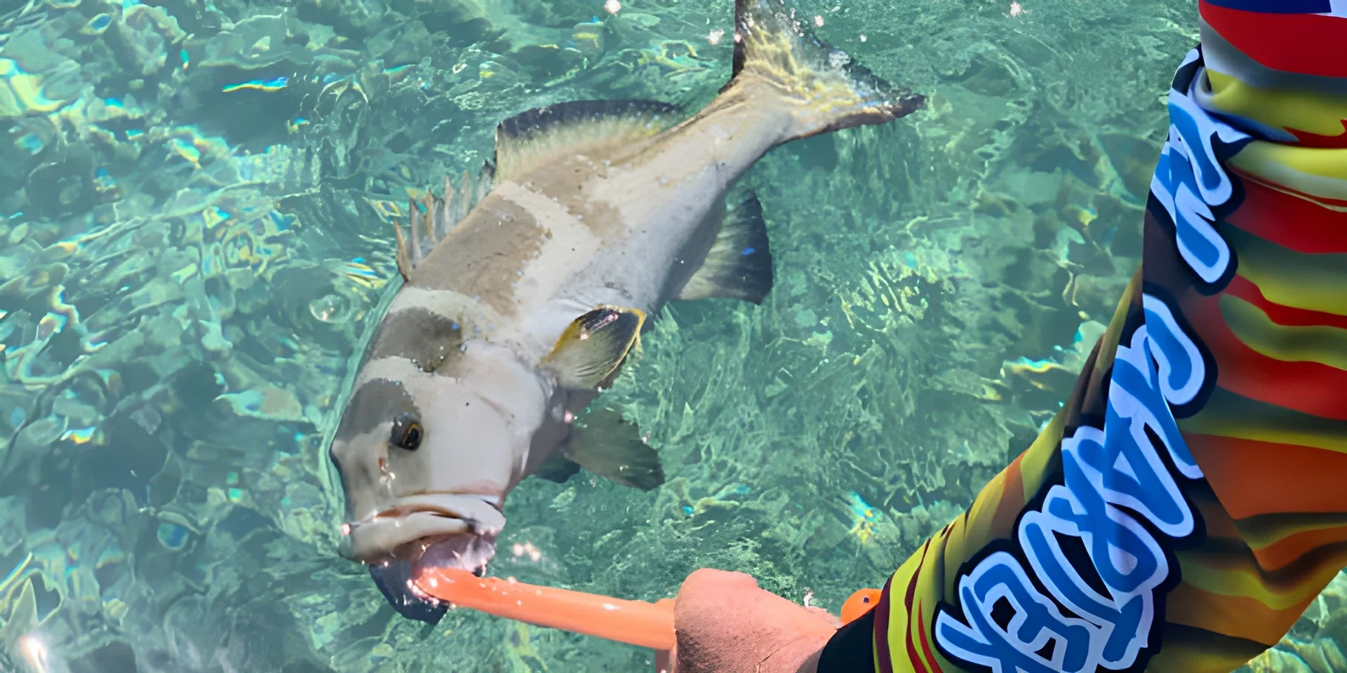 barra-lures-on-reef