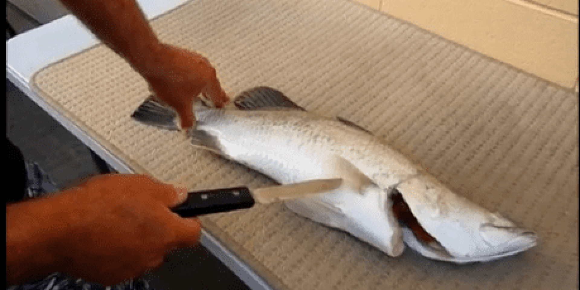 fish_filleting_image