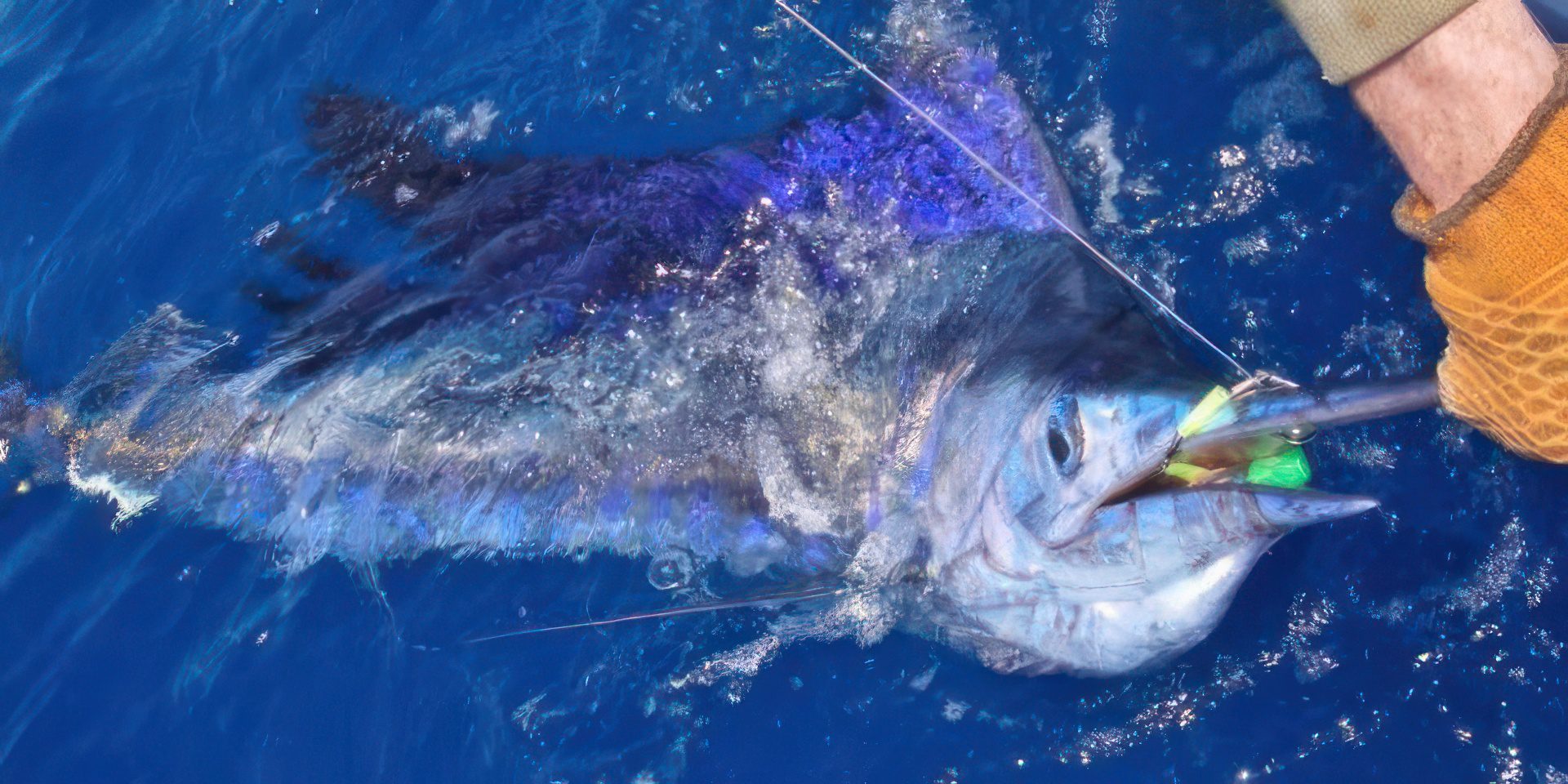 offshore-fishing-darwin-for-sailfish