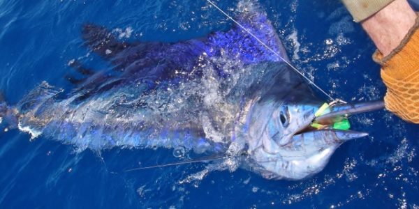 offshore fishing for sailfish