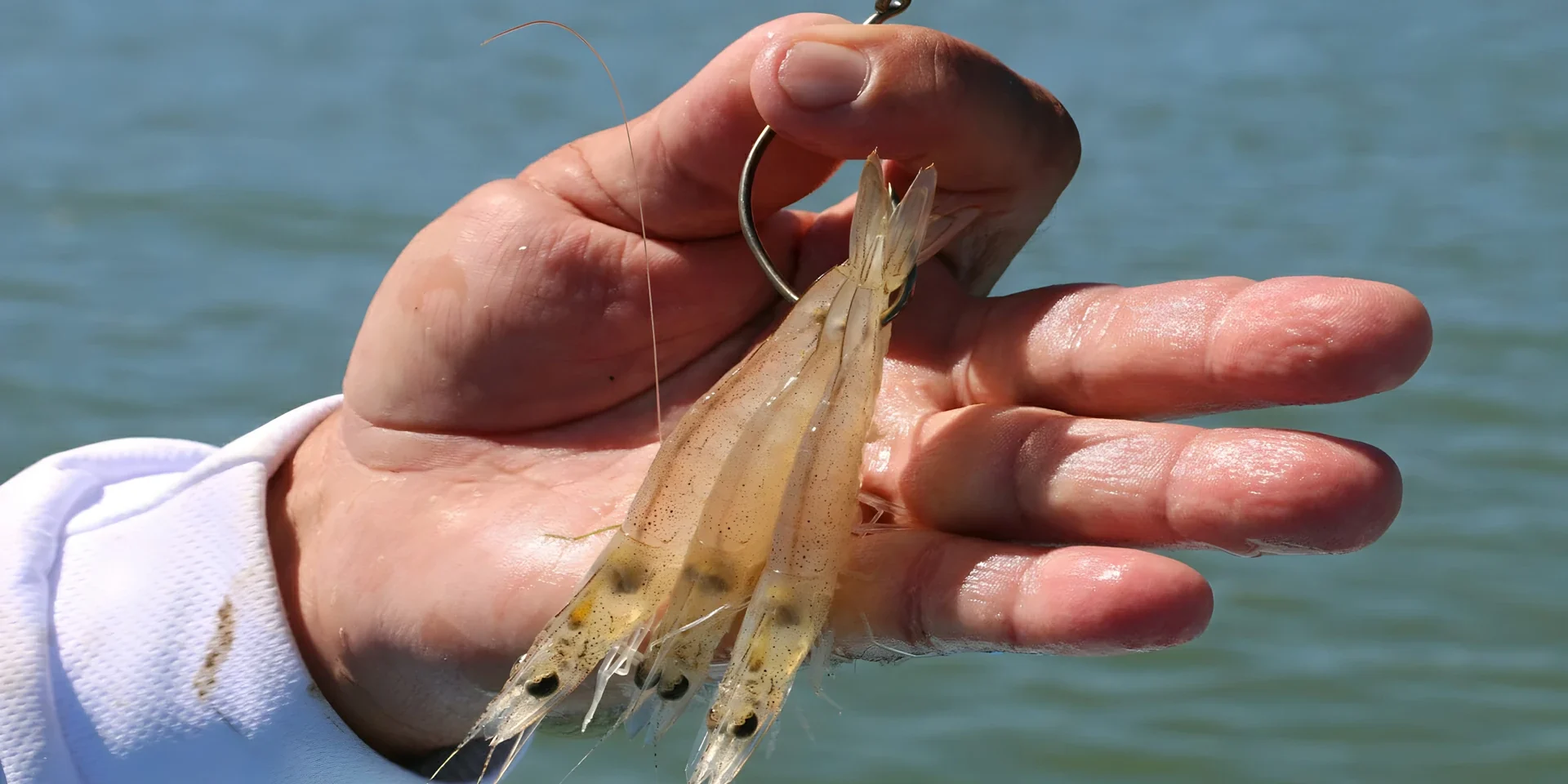 winter-barra-bait